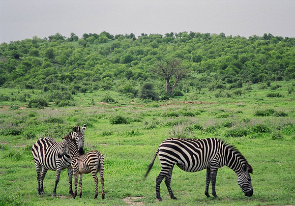Zebras, Ruaha National Park