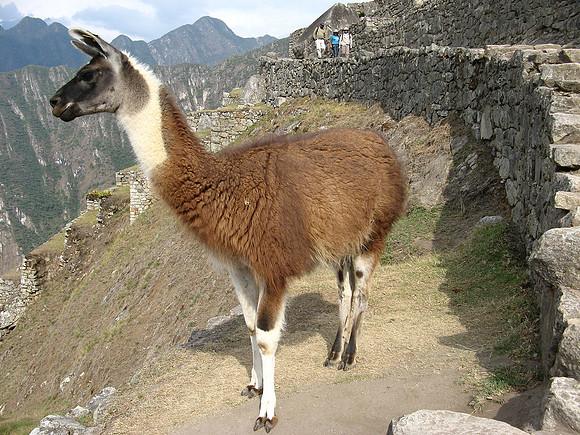 Llama, Machu Picchu