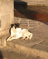 Dog in Morning Sun, Cuzco