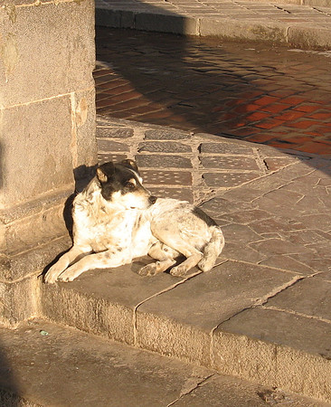 Dog in Morning Sun, Cuzco