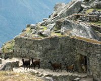 Llamas, Machu Picchu