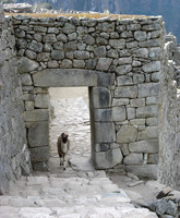 Llama in Gateway, Machu Picchu