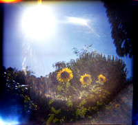 Sunflowers