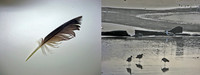 Diptych #5  Natural Bridges State Beach